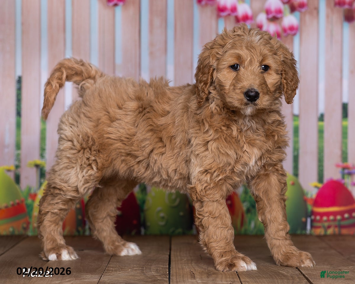 Goldendoodle dogs Hazel - Ad 2