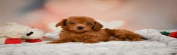 Toy Poodle dogs for sale: Archie  - Ad 8
