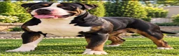 American Bully dogs for stud: American Bully - Ad 2