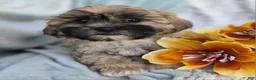 Shihpoo dogs for sale: Toffee - Ad 1