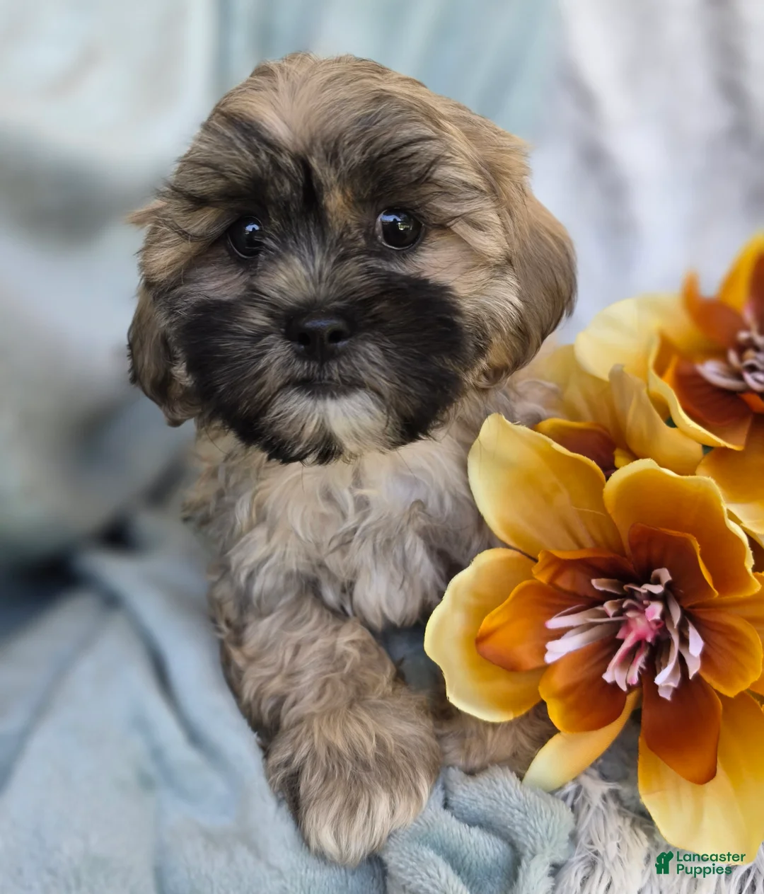 Shihpoo dogs for sale: Toffee - Ad 1