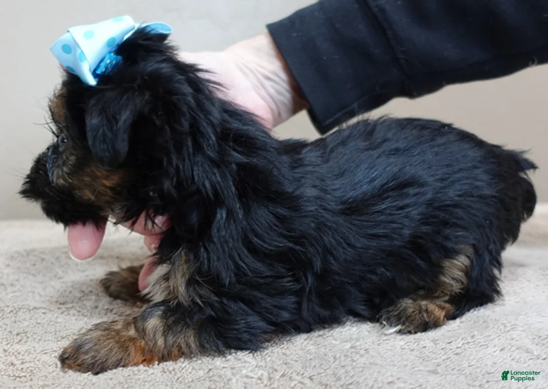 Yorkshire Terrier dogs for sale: Taj  - Ad 4