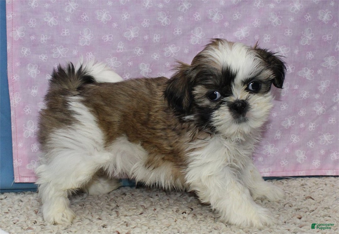 Shih Tzu dogs for sale: Julane - Ad 1