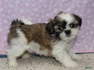 Shih Tzu dogs Julane - Ad 11