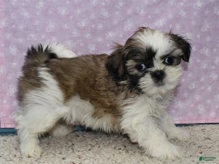 Shih Tzu dogs Julane - Ad 12