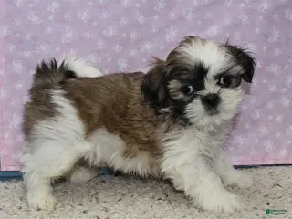 Shih Tzu dogs Julane - Ad 10