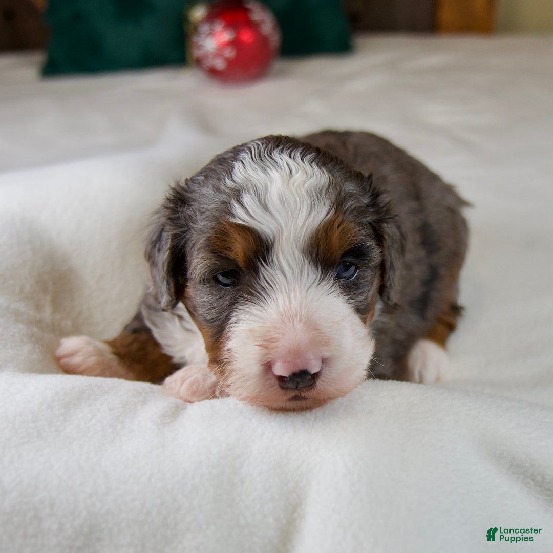 Mini Bernedoodle dogs for sale: Glory Girl - Ad 2