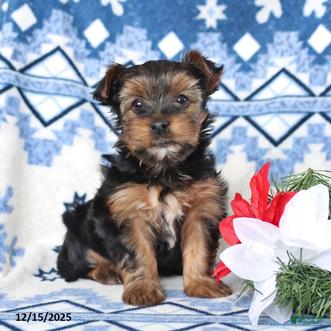 Yorkshire Terrier dogs for sale: Dasher - Ad 3