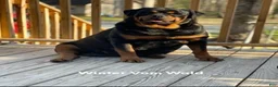 Rottweiler dogs for sale: Green Collar male  - Ad 2