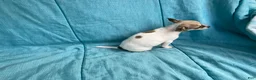 Chihuahua dogs for sale: Theodore - Ad 7