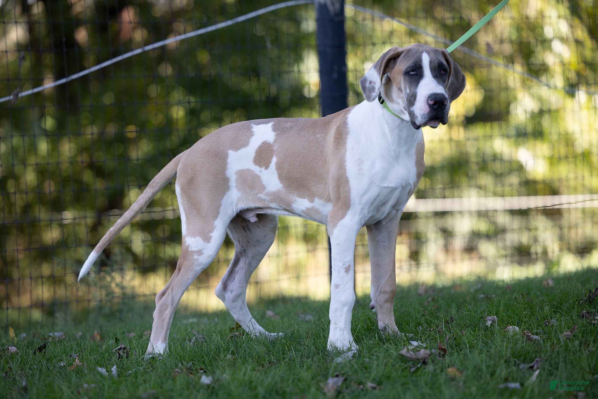 Great Dane dogs for sale: Parker Great Dane  - Ad 2