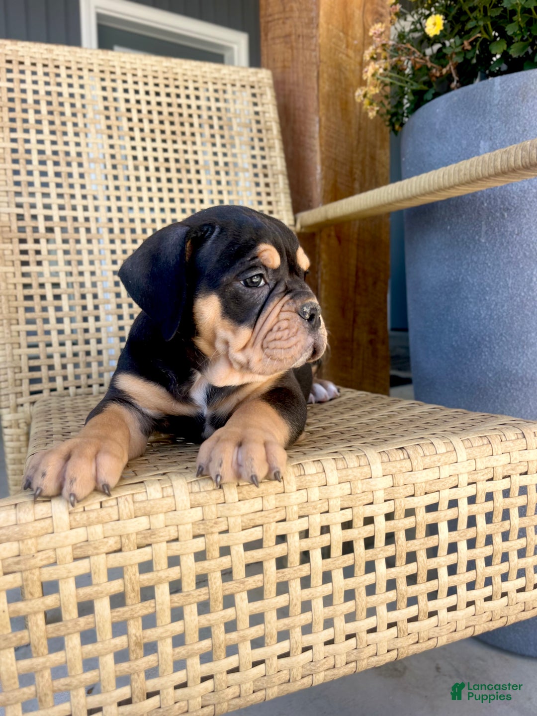 Olde English Bulldogge dogs for sale: Piper - Ad 4