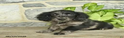 Miniature Dachshund dogs for sale: Jewel  - Ad 2