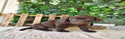 Labrador Retriever dogs for sale: Lexi - Ad 5