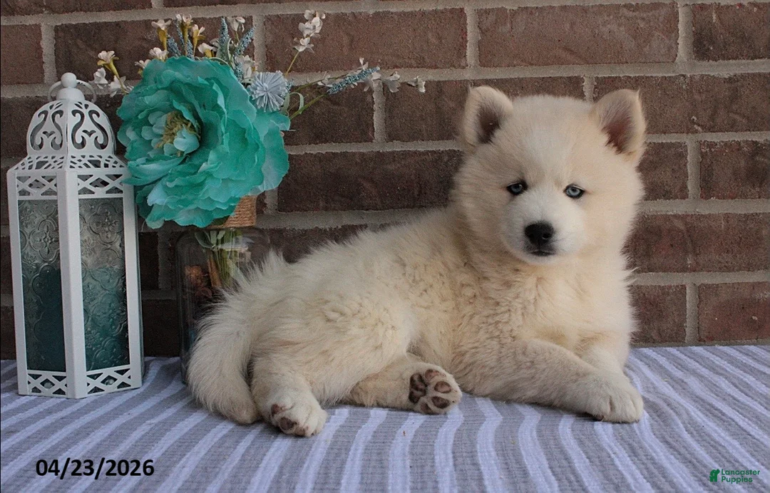 Pomsky dogs for sale: Paxton - Ad 5