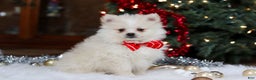 Pomeranian dogs for sale: Bowie - Ad 9