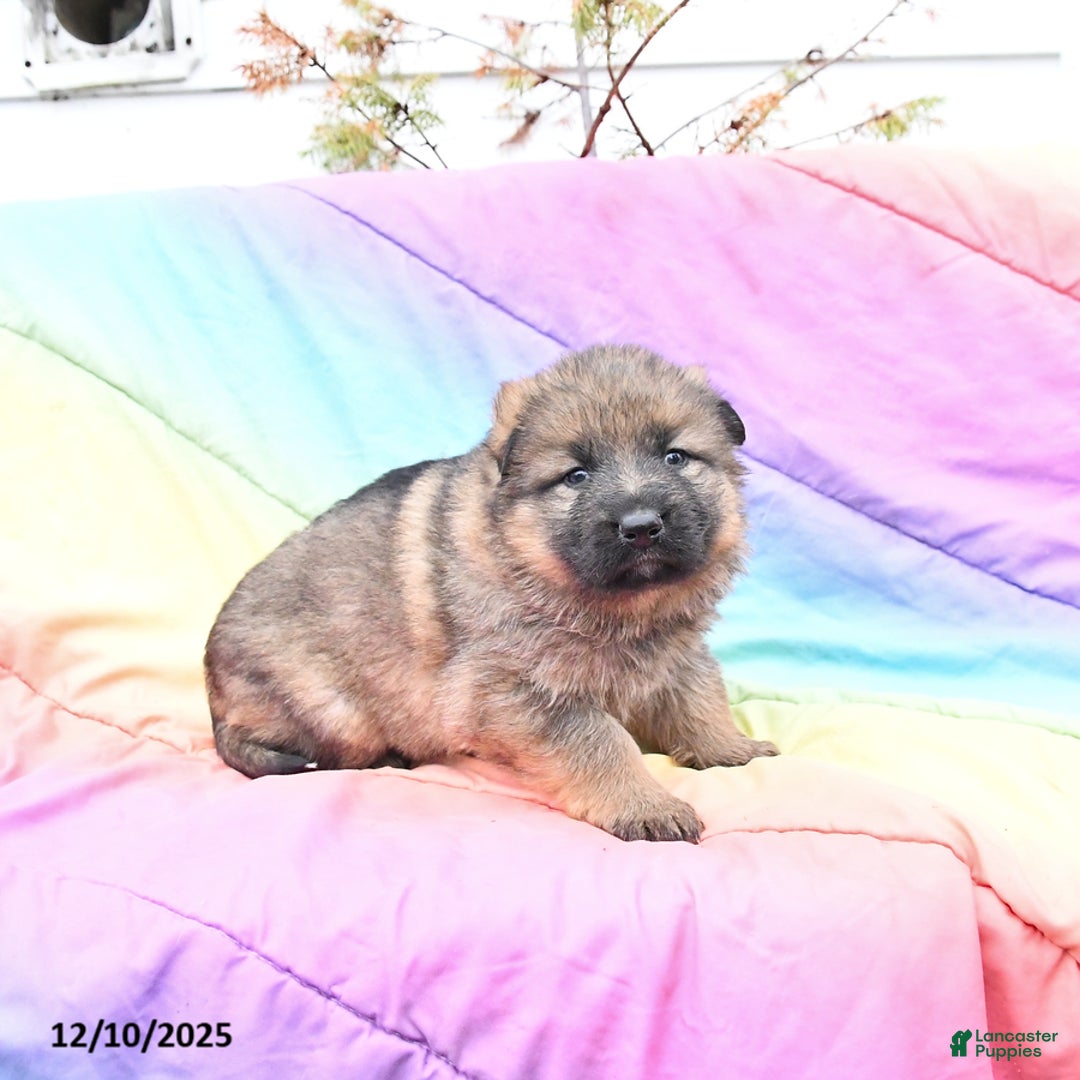 German Shepherd dogs for sale: Lacey - Ad 2