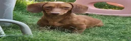 Dachshund dogs for sale: 🩷Rust Sable Dapple Female Long Haired Dachshund - Ad 4