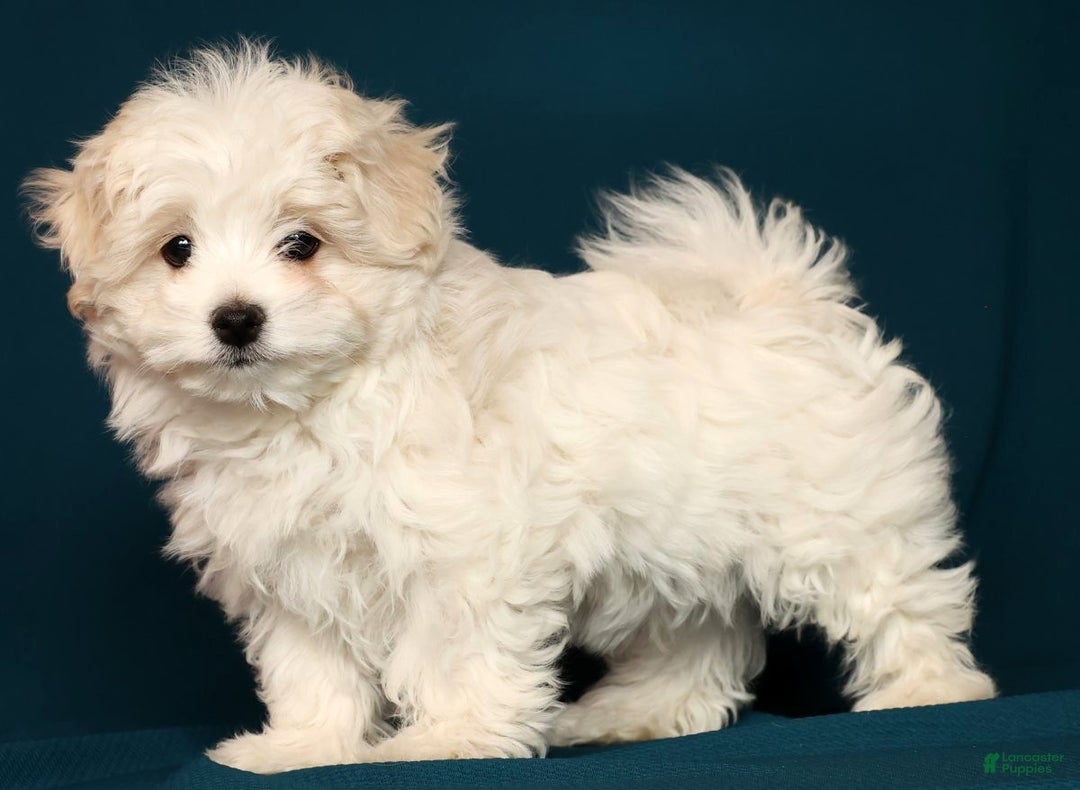 Maltese dogs for sale: Marco - Ad 5