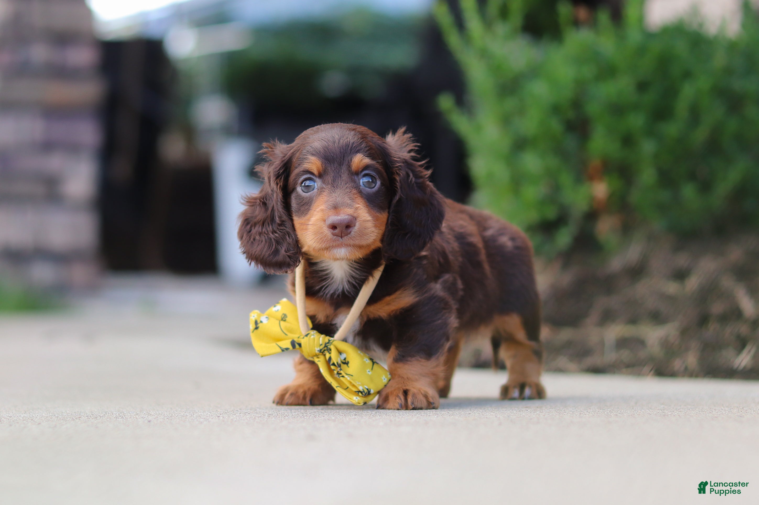 Miniature Dachshund dogs Lennon - Ad 2