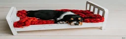 Basset Hound dogs for sale: Speck  - Ad 10