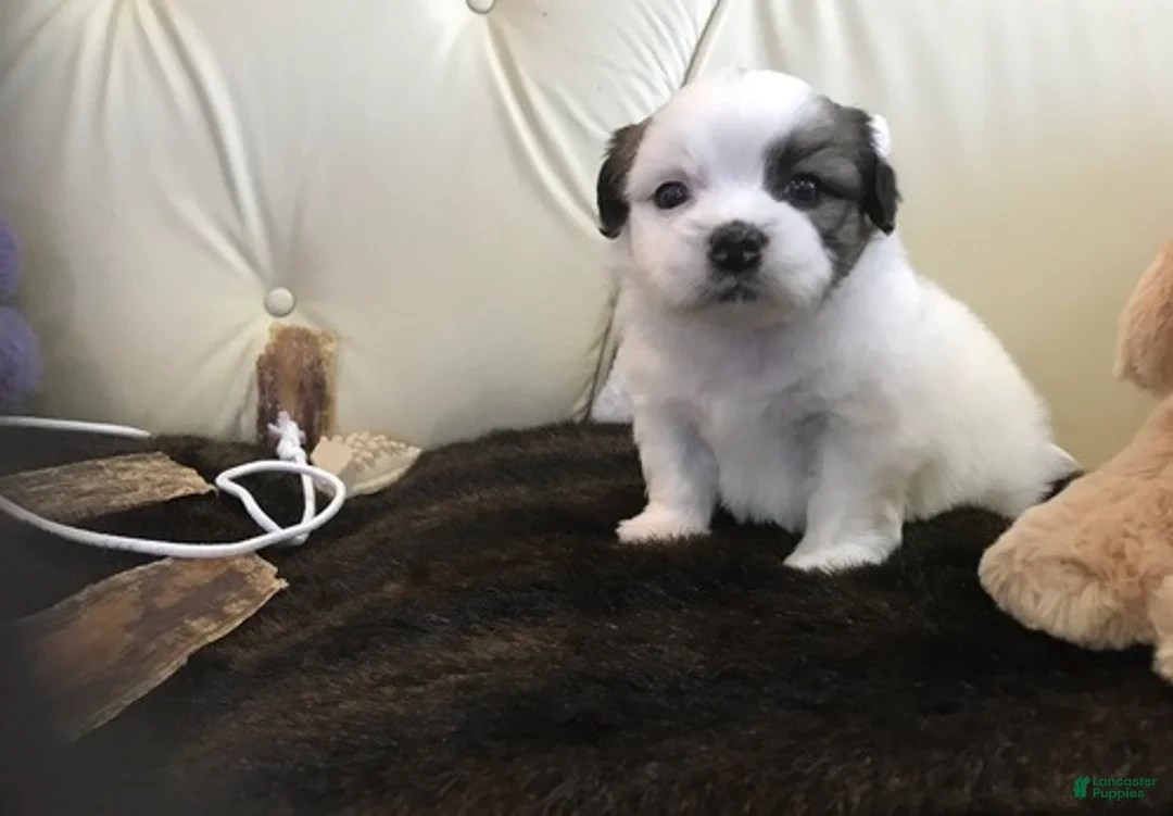 Shih Tzu dogs for sale: Mally - Ad 4