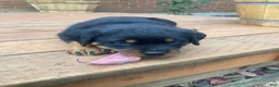 Rottweiler dogs for sale: Poseidon - Ad 35