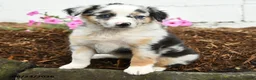 Miniature Australian Shepherd dogs for sale: Pansey - Ad 2