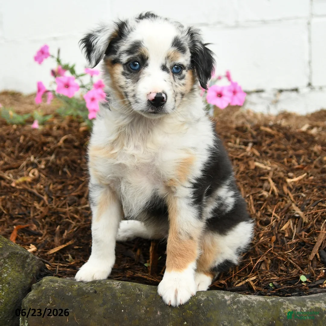 Miniature Australian Shepherd dogs for sale: Pansey - Ad 2