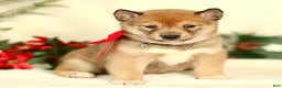Shiba Inu dogs for sale: Baxter - Ad 1