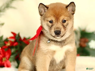 Shiba Inu dogs Baxter - Ad 5