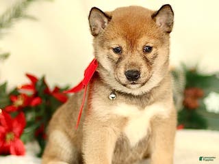 Shiba Inu dogs Baxter - Ad 29