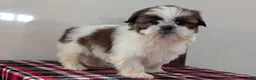 Shih Tzu dogs for sale: Charlie - Ad 5