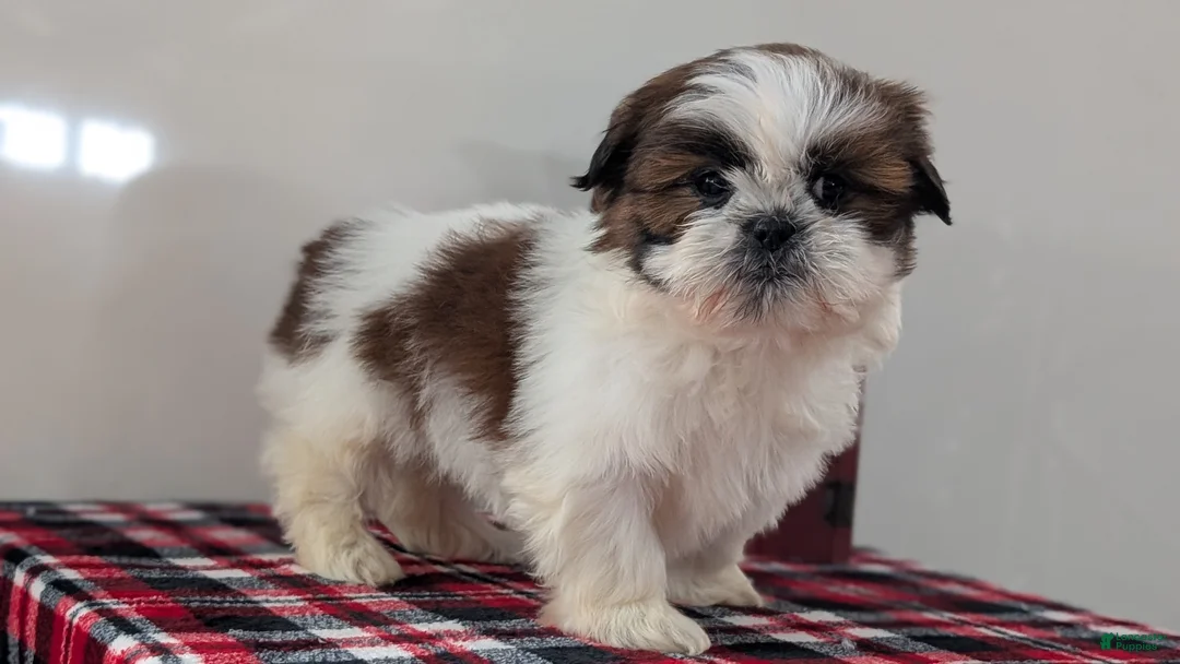 Shih Tzu dogs for sale: Charlie - Ad 5