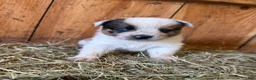 Mixed Breed dogs for sale: Bruce - Ad 1