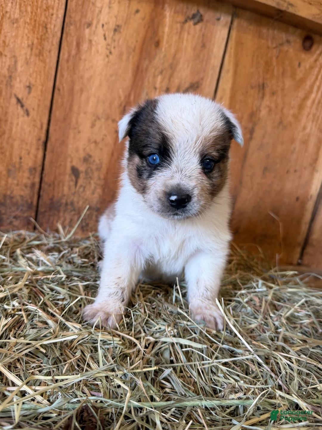 Mixed Breed dogs for sale: Bruce - Ad 1