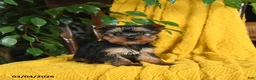 Yorkshire Terrier dogs for sale: Nicky - Ad 2