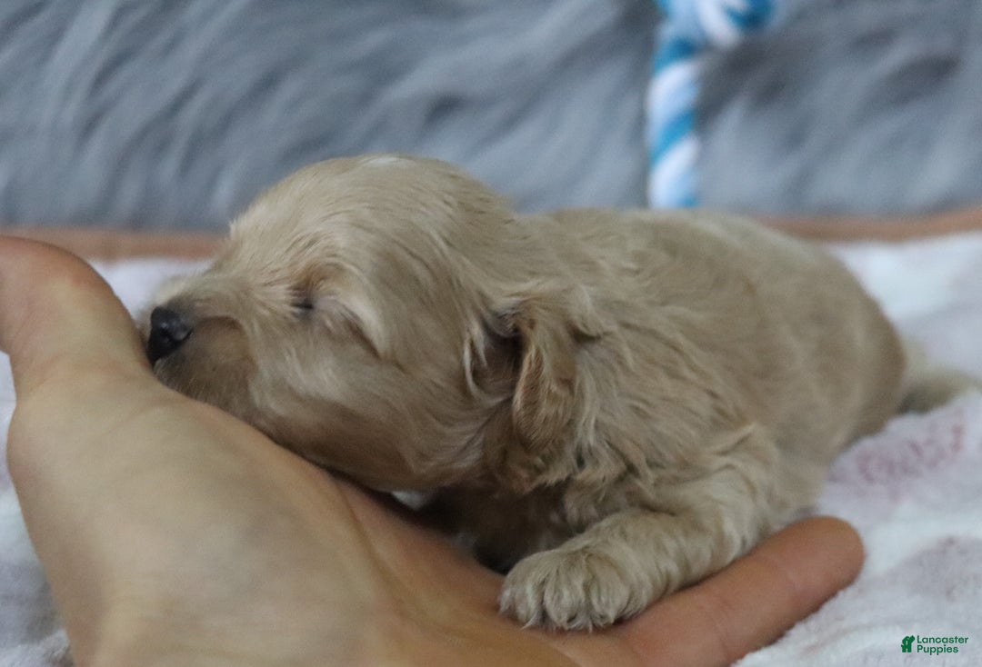 Havapoo dogs for sale: Chase 👨‍👨‍👦‍👦💞🐕 - Ad 28