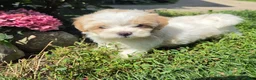 Shihpoo dogs for sale: Wendy - Ad 3