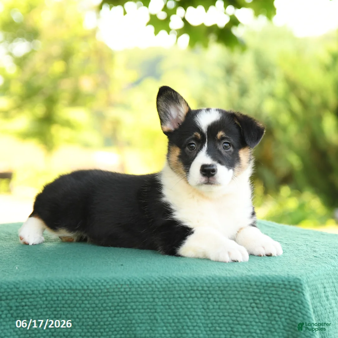 Welsh Corgi Pembroke dogs for sale: Jada - Ad 5