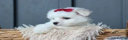 Maltese dogs for sale: OSCAR - Ad 14