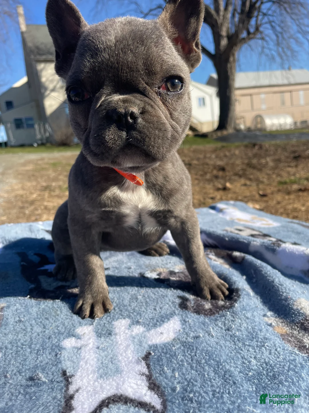 French Bulldog dogs for sale: Fiona - Ad 2