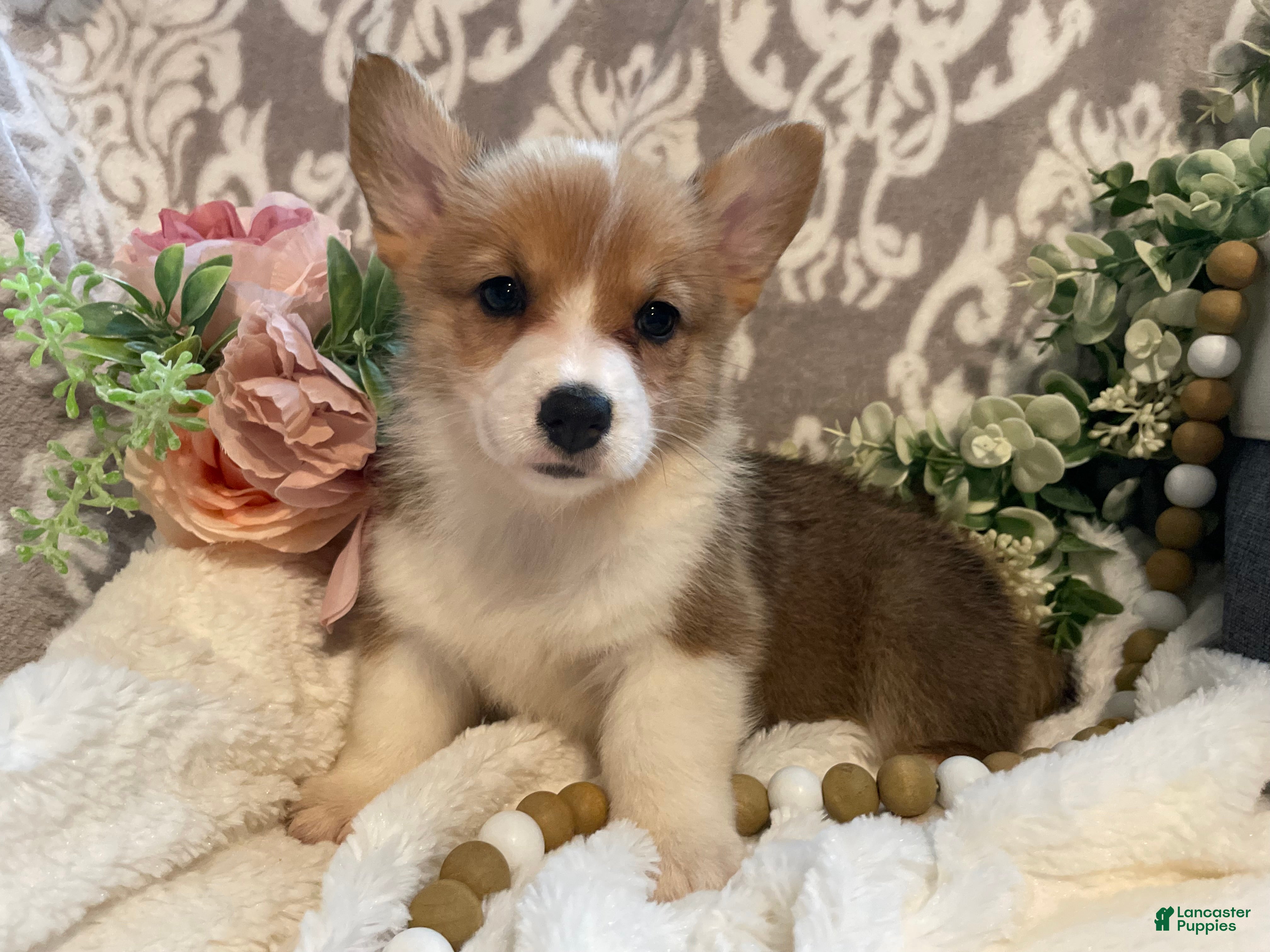 Welsh Corgi Pembroke dogs Sara - Ad 1