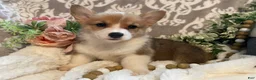 Welsh Corgi Pembroke dogs for sale: Sara - Ad 1
