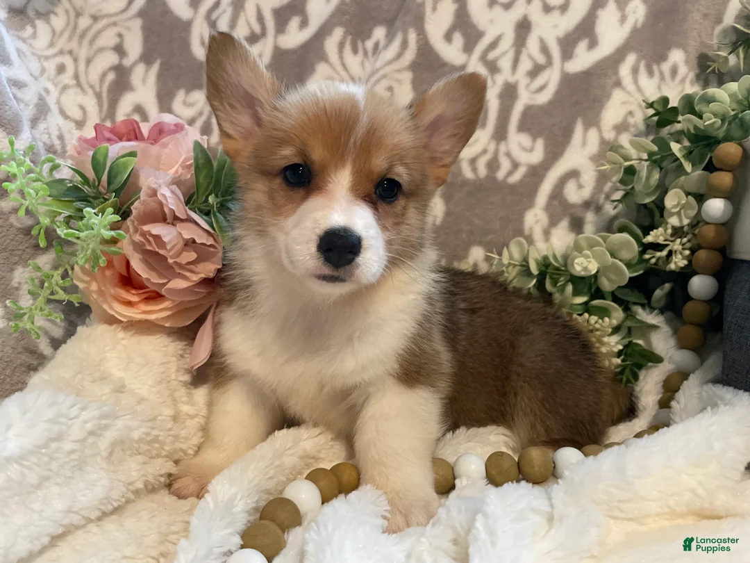 Welsh Corgi Pembroke dogs for sale: Sara - Ad 1