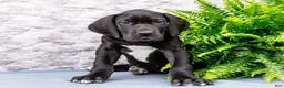 Great Dane dogs for sale: Kate - Ad 8
