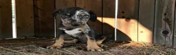Catahoula Leopard Dog dogs for sale: Gypsie 2026 Male 2 - Ad 2