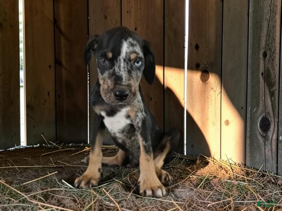 Catahoula Leopard Dog dogs for sale: Gypsie 2026 Male 2 - Ad 2