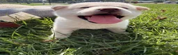Shiba Inu dogs for sale: Luna - Ad 3