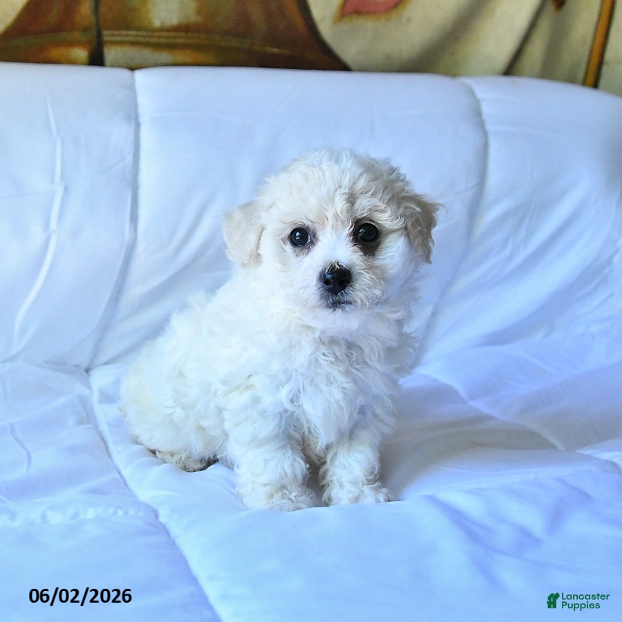 Bichon Frise dogs for sale: Angel - Ad 4